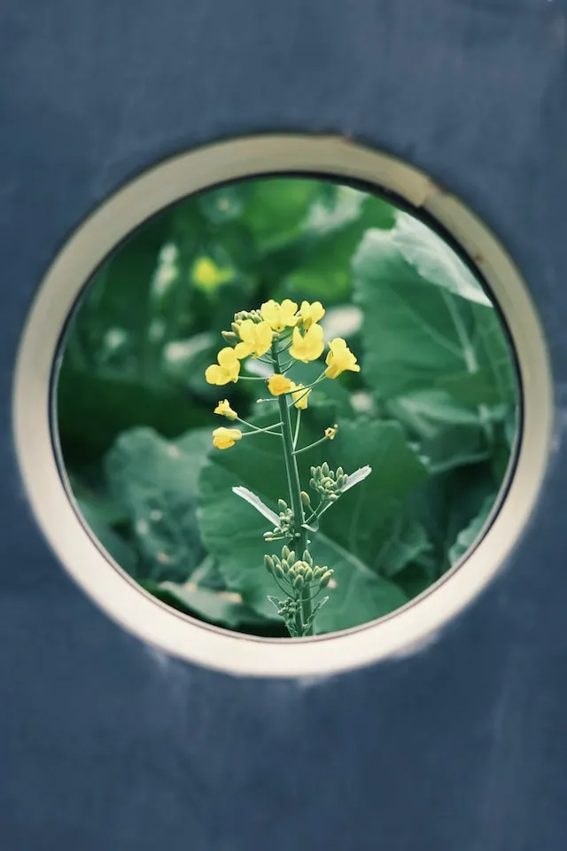 A plant seen through a round window.